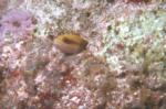 Barred Blenny