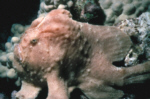 Commerson's Frogfish