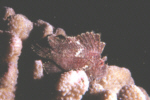 Leaf Scorpionfish (purple)