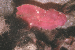 Leaf Scorpionfish (Red)