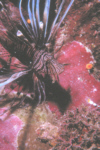 Lionfish