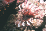 Lionfish