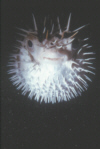 Porcupine Puffer