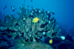 Yellow Tang and Damsels around coral