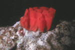 Spanish Dancer Eggcase