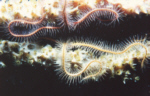 Mirrored Brittle Stars