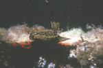 Nudibranch