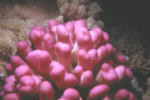 Pink Coral