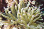 Pink Tipped Anemone