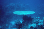 Plate Coral