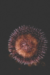Purple Sea Urchin