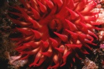 Red Anemone