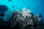 Field of soft corals