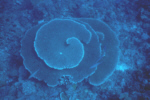 Spiral Plate Coral