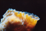 Tunicate