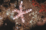 Starfish