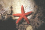 Thorny Sea Star