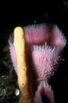 Collection of Sponges