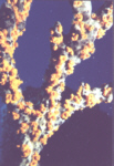 Yellow Coral Arm