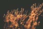 Yellow Encrusting Sponge