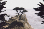 The Lone Cypress