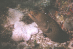 Green Moray Eel