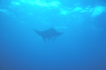 Manta Ray