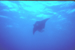 Manta Ray
