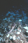 Spotted Eel