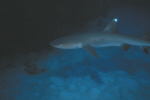 Whitetipped Reef Shark