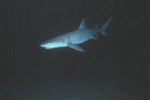 Whitetipped Reef Shark