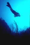 Divers' Silhouette