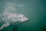 Atlantic Bottlenose Dolphins