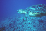 Green Sea Turtle