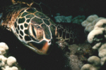 Green Sea Turtle