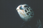 Green Sea Turtle