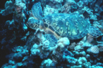 Green Sea Turtle