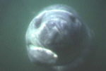 Manatee