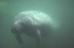 Manatee