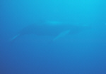 humpback Whale