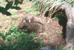 Echidnas