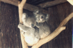 Koala mom and baby