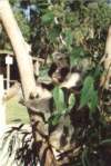Koala