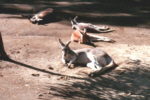 Kangaroos