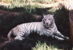 White Siberian Tiger