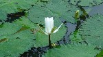 Water Lilly in Beqa Lagoon Pond